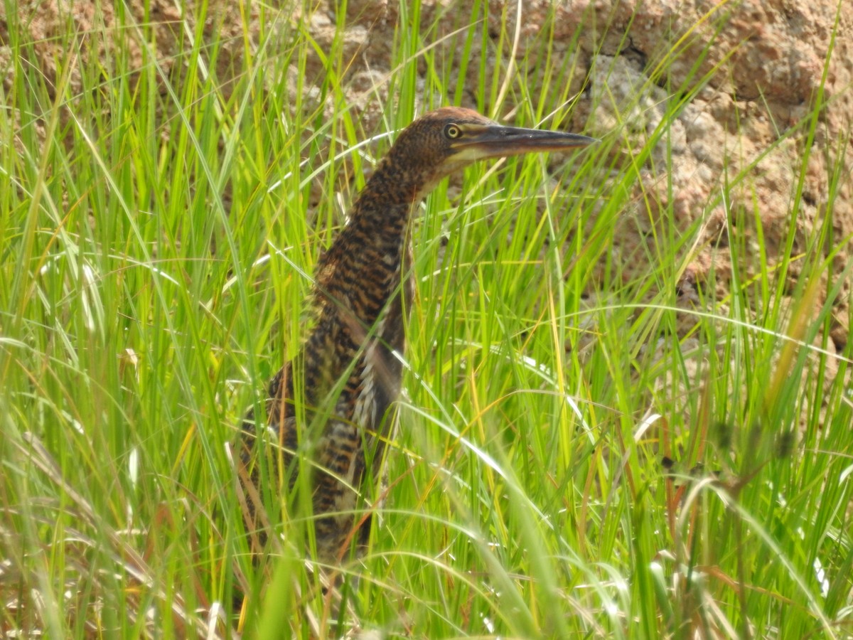 bukač červenavý - ML629573832