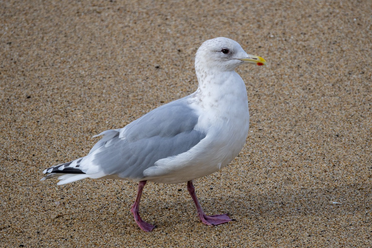 Iceland Gull (Thayer's) - ML629573880