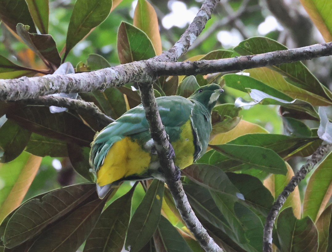 Cloven-feathered Dove - ML629574427