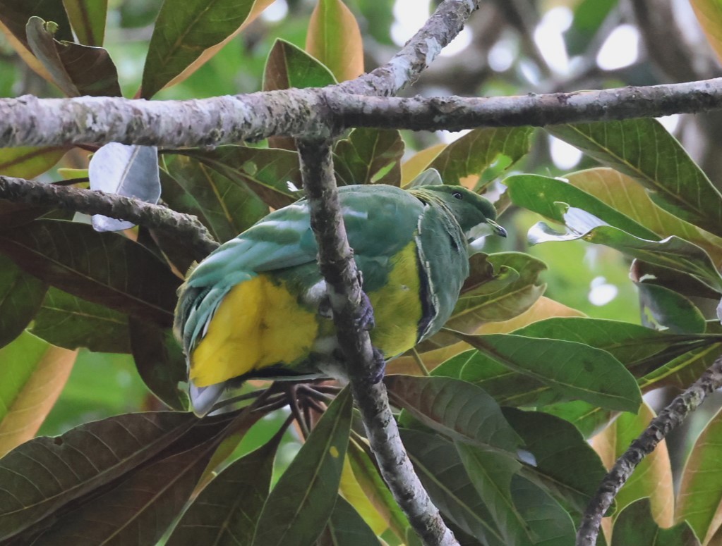 Cloven-feathered Dove - ML629574429
