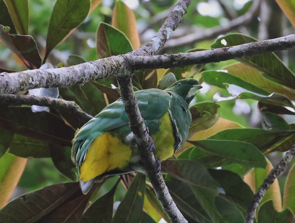 Cloven-feathered Dove - ML629574432
