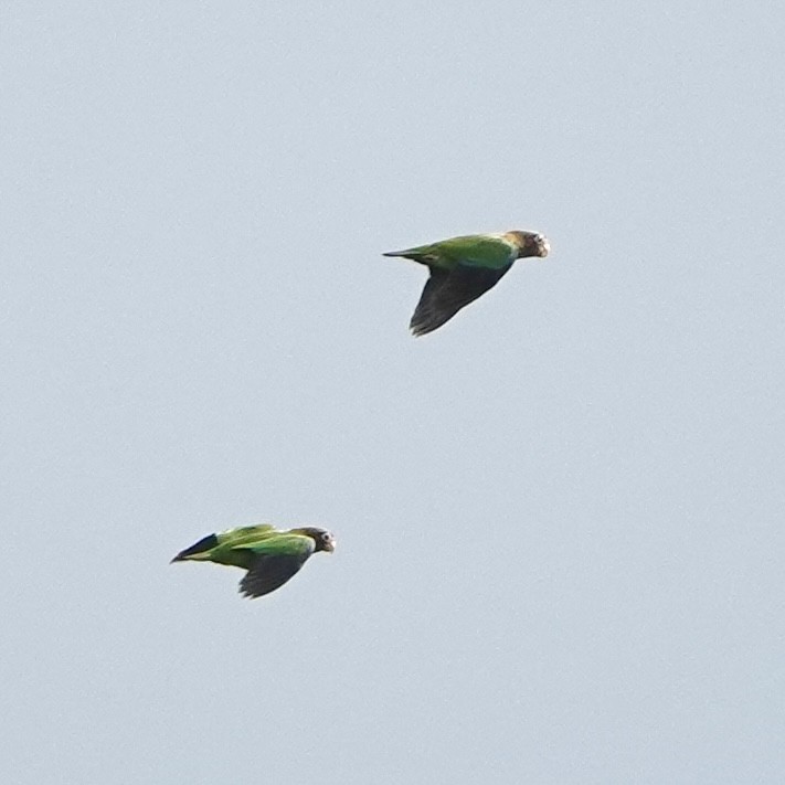 Brown-hooded Parrot - ML629574502