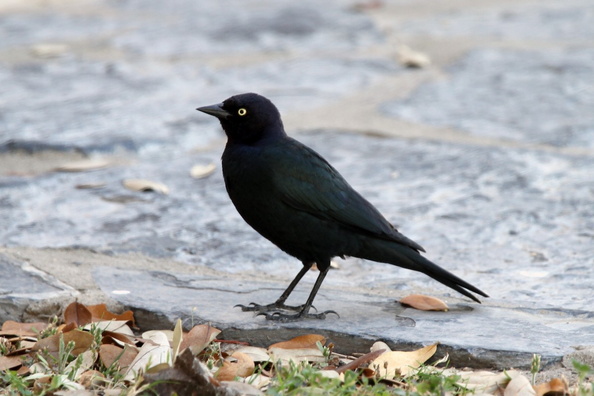 Brewer's Blackbird - ML629574889
