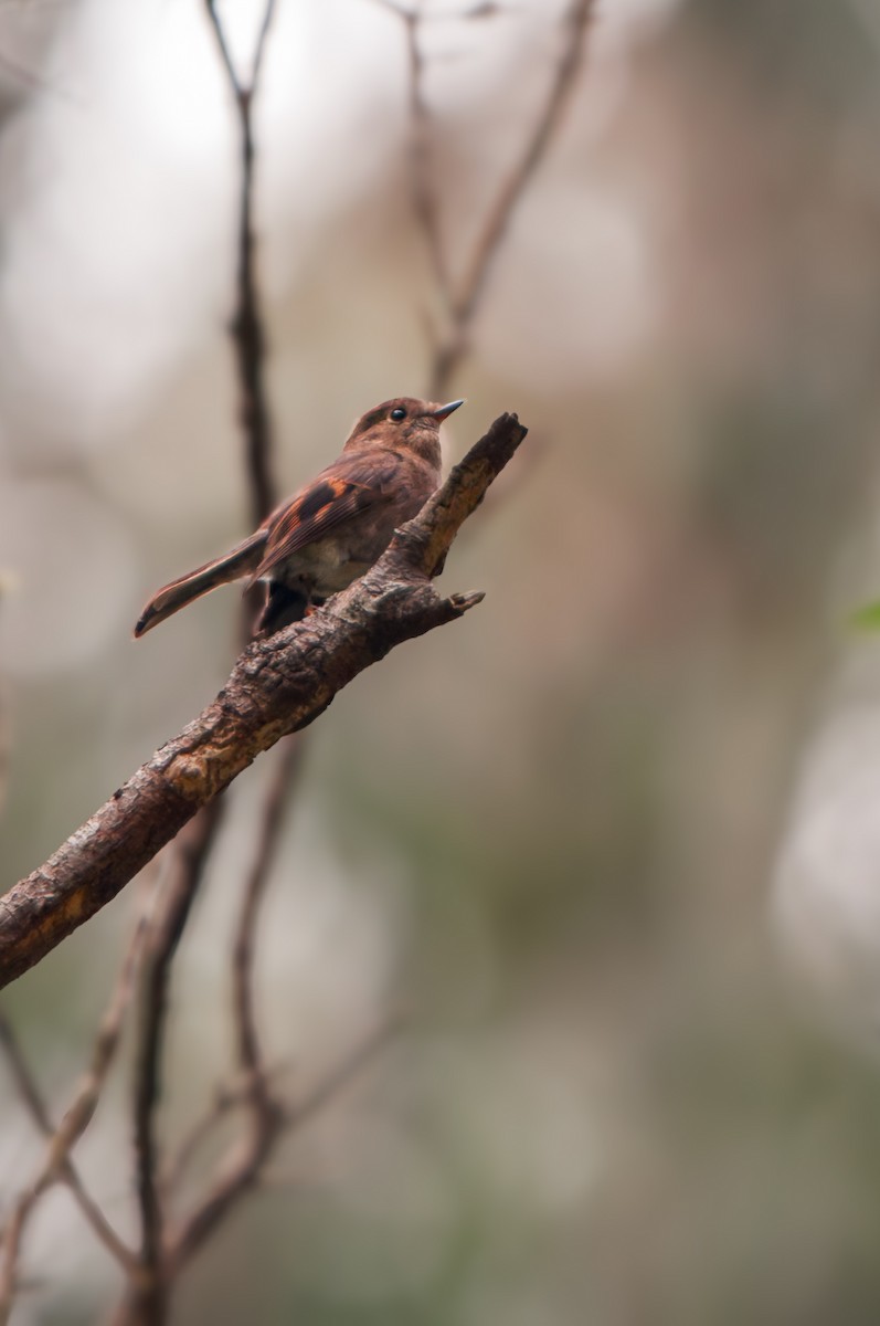 Pink Robin - ML629575300