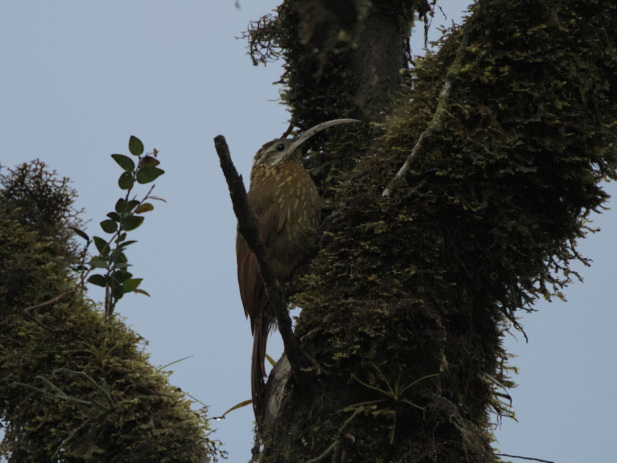 Greater Scythebill - ML629575388