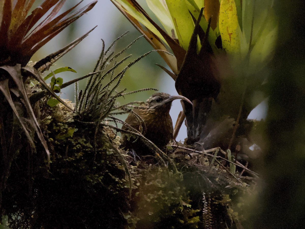 Greater Scythebill - ML629575389