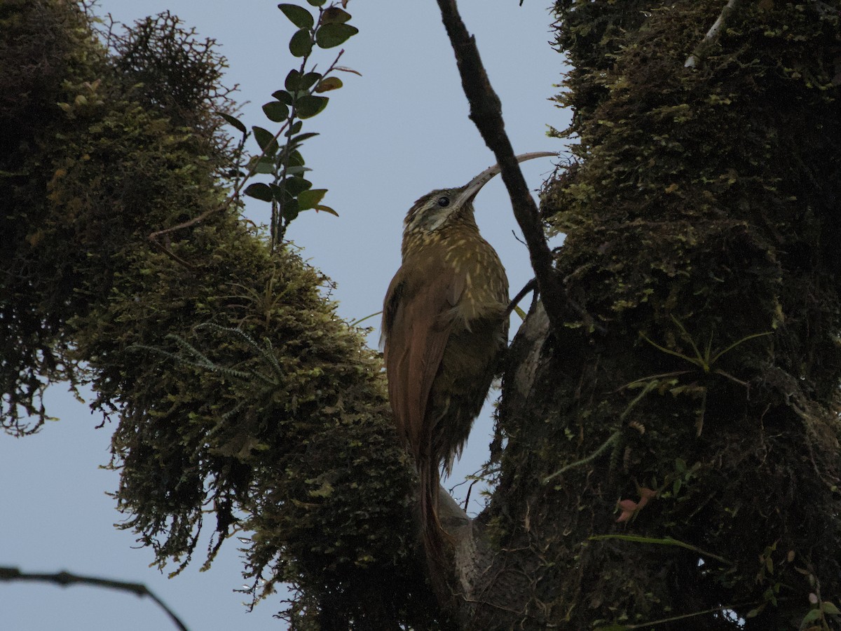 Greater Scythebill - ML629575390