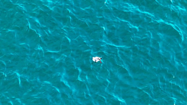 Pigeon Guillemot - ML629575781