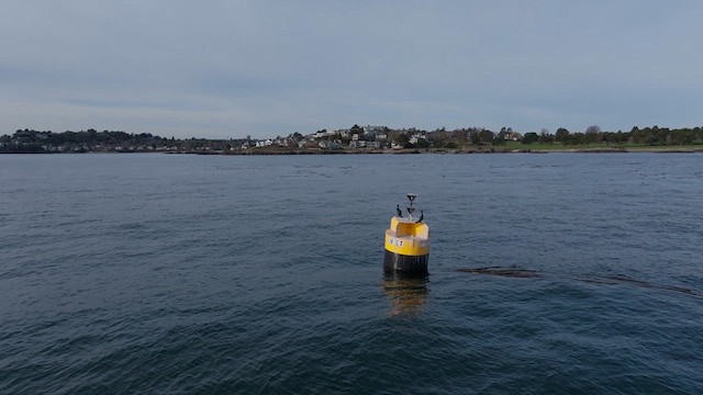 海鸕鷀 - ML629575785