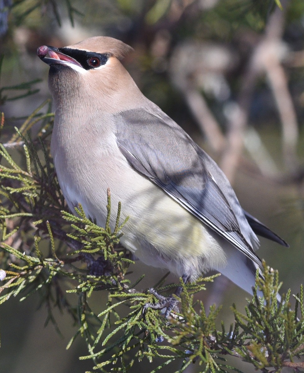 Cedar Waxwing - ML629575817