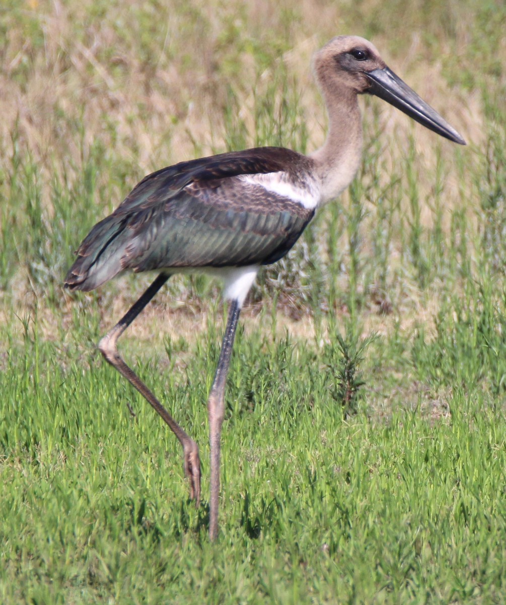 Black-necked Stork - ML629575824
