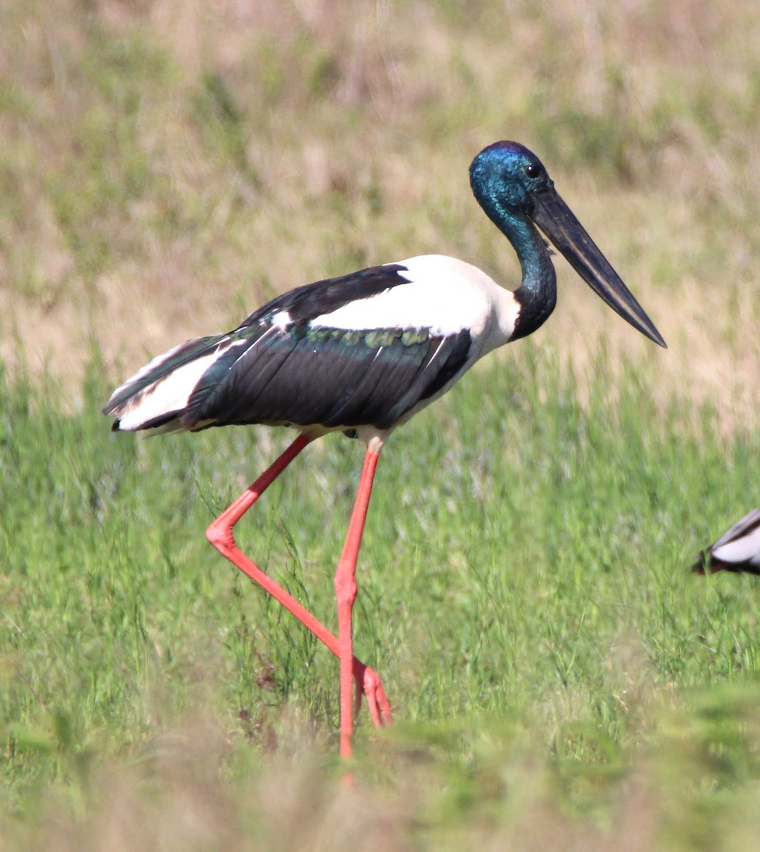 Black-necked Stork - ML629575825
