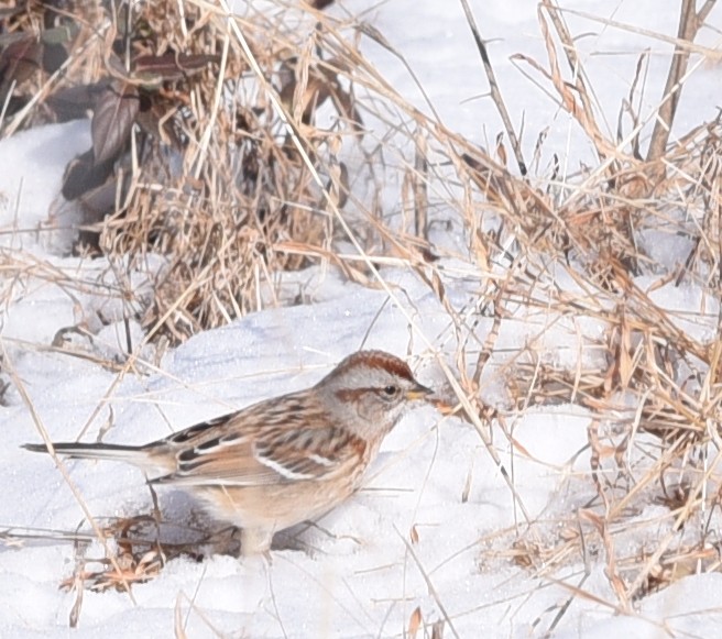 American Tree Sparrow - ML629575831