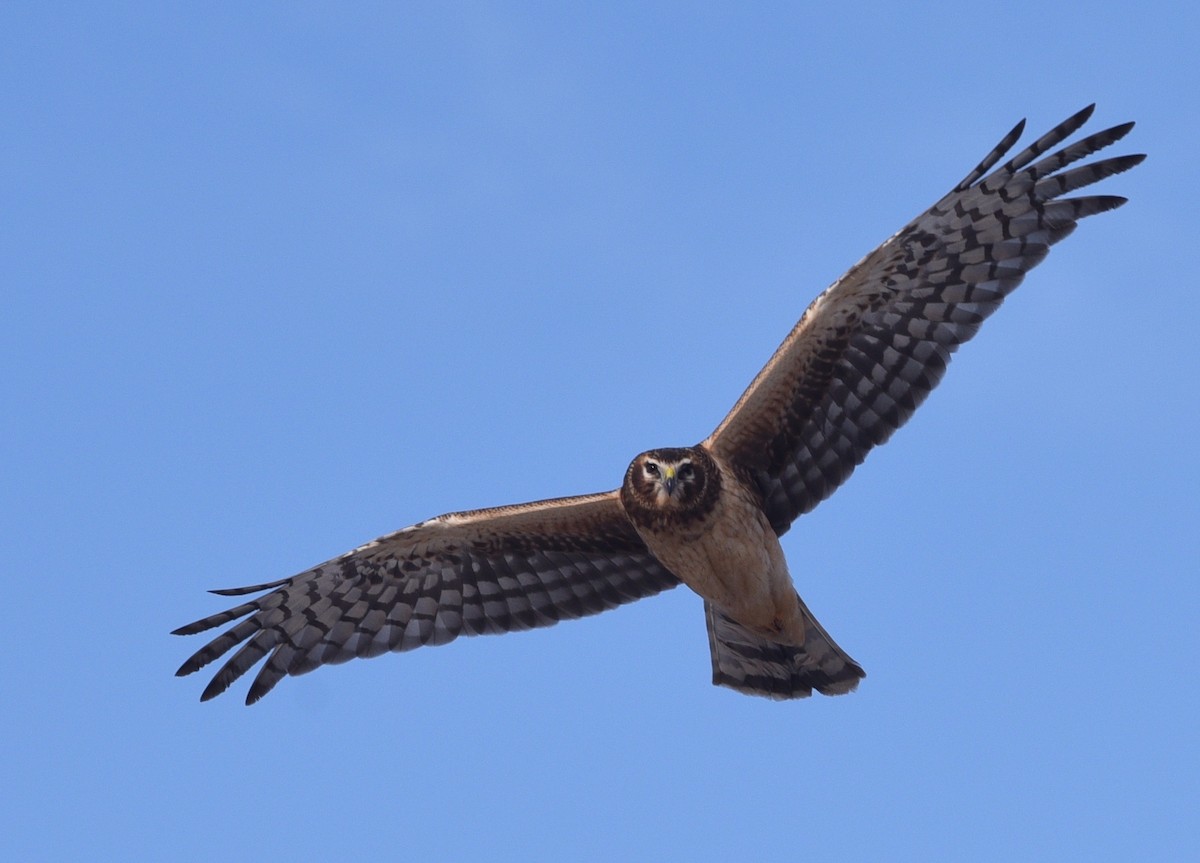 Northern Harrier - ML629575914