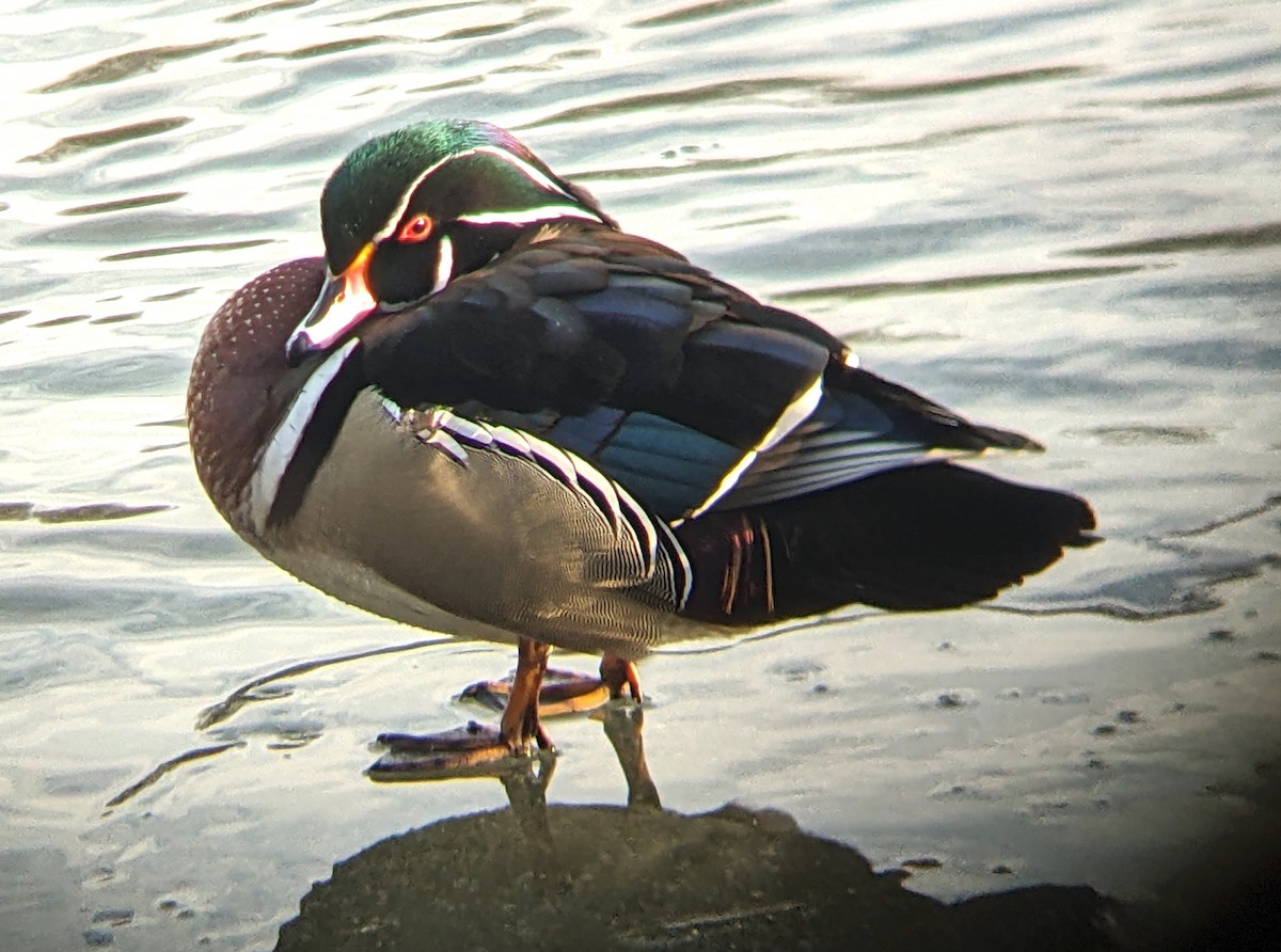Wood Duck - ML629576033