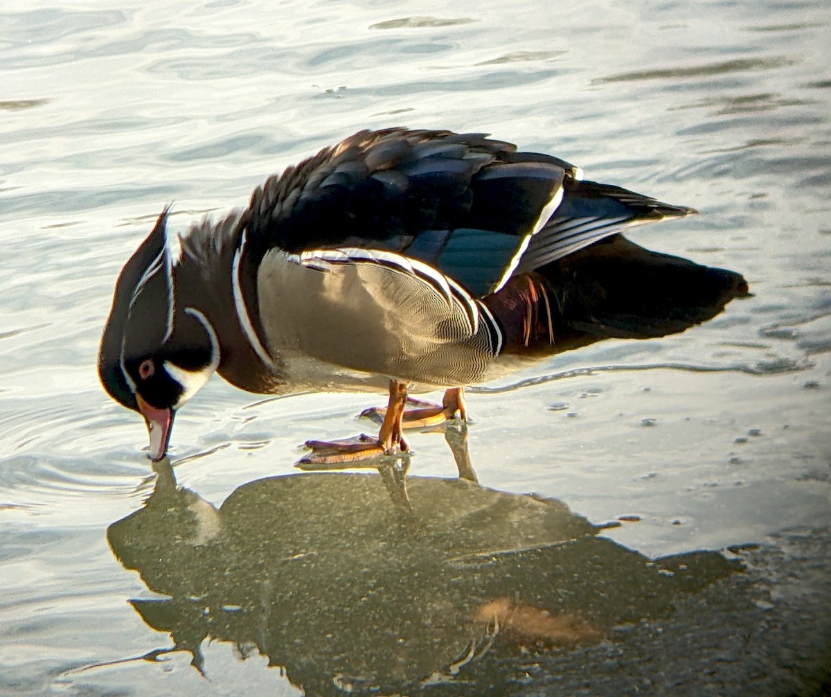 Wood Duck - ML629576043