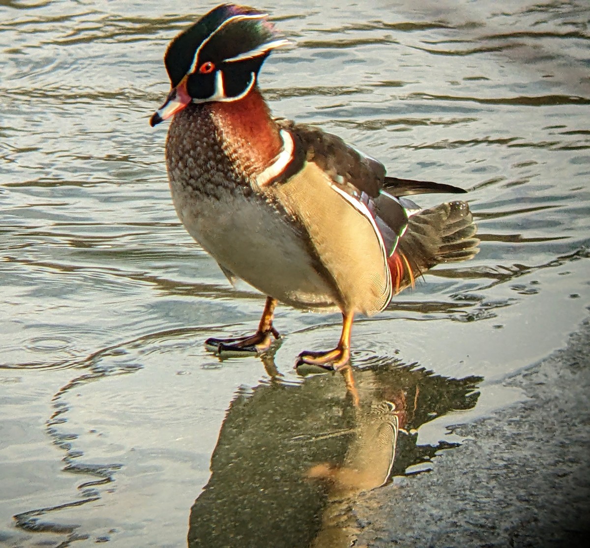 Wood Duck - ML629576046