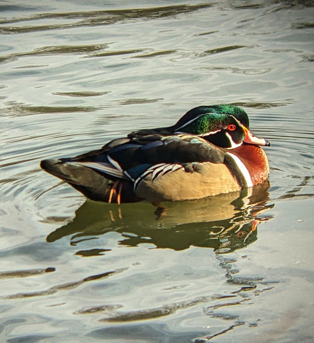 Wood Duck - ML629576047