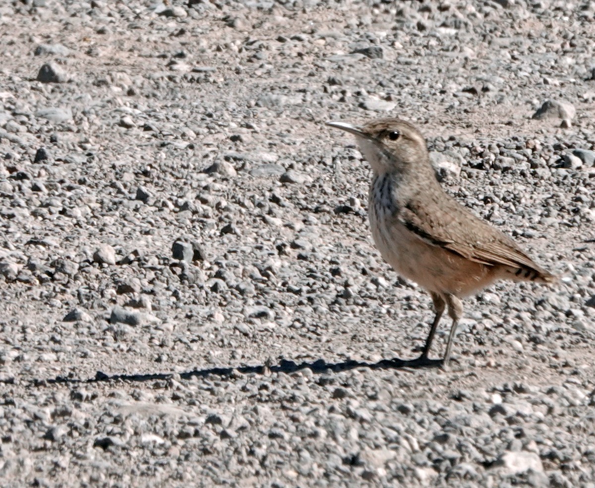 Rock Wren - ML629576603