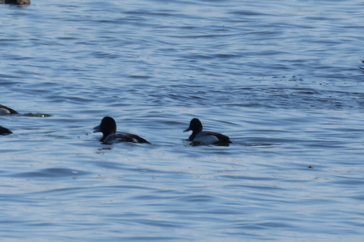 Lesser Scaup - ML629576963
