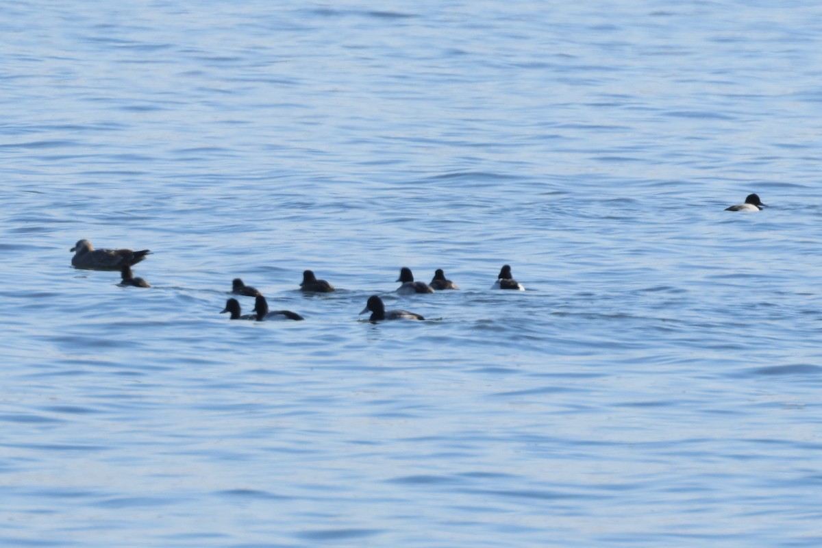 Lesser Scaup - ML629576964