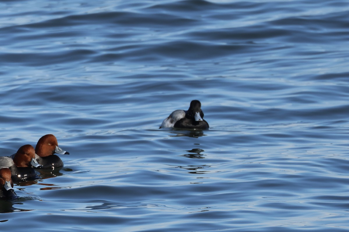 Lesser Scaup - ML629577010
