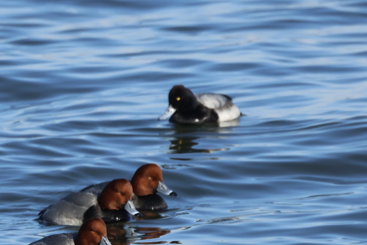 Lesser Scaup - ML629577011