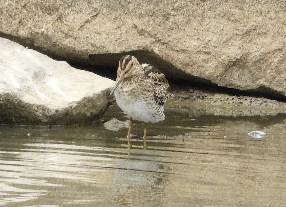 Latham's Snipe - ML629577039