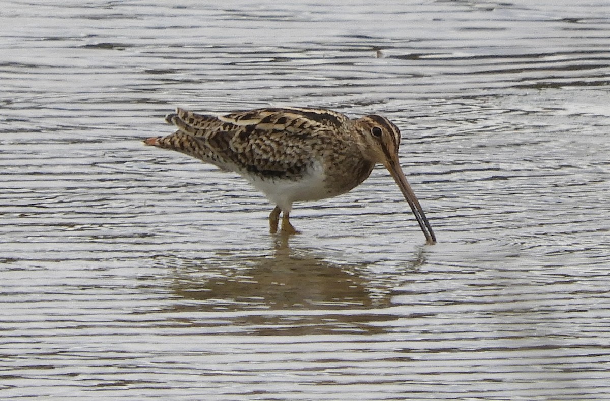 Latham's Snipe - ML629577040