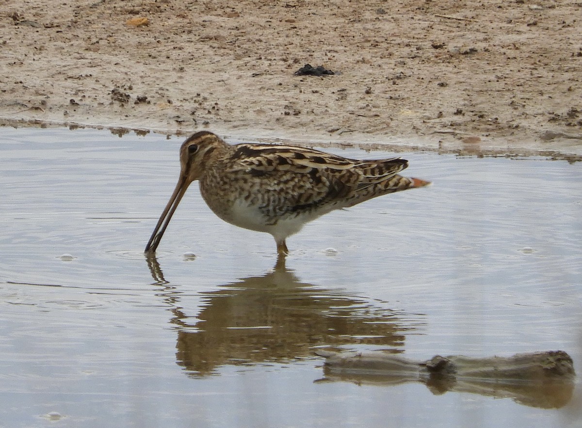 Latham's Snipe - ML629577041