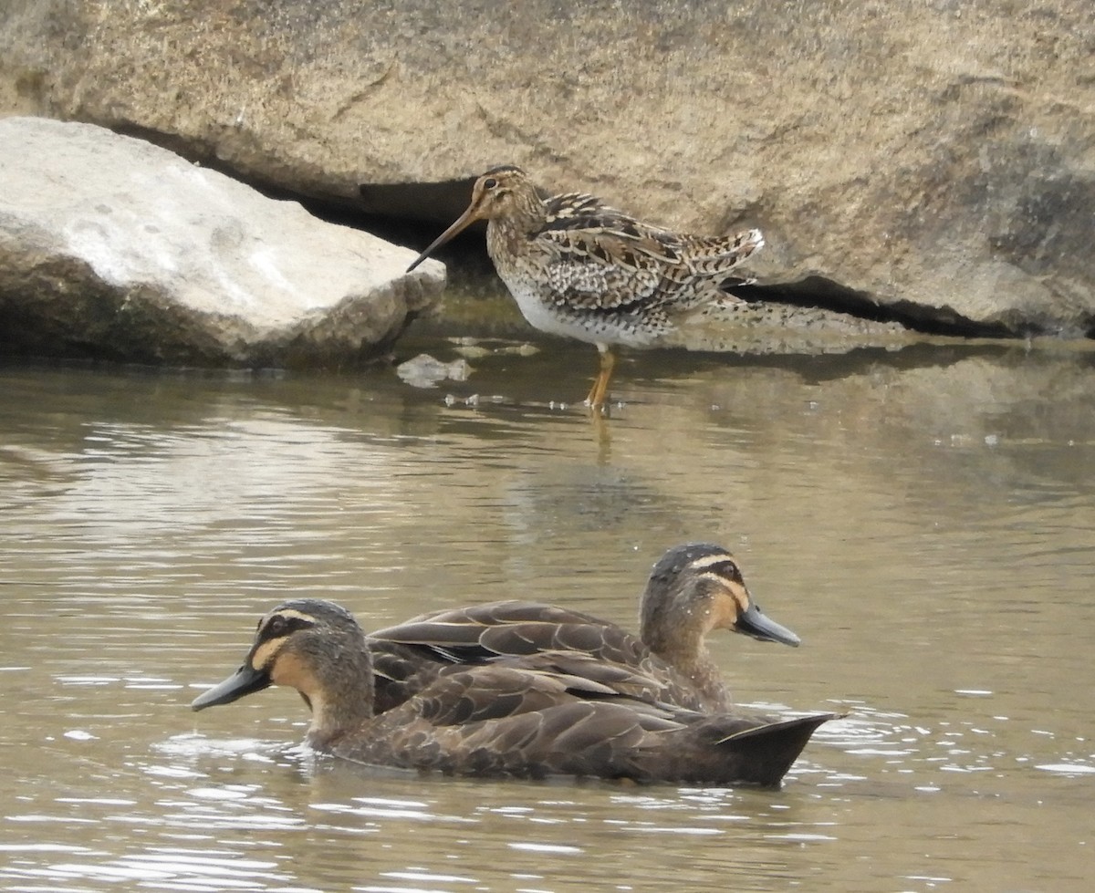 Latham's Snipe - ML629577042