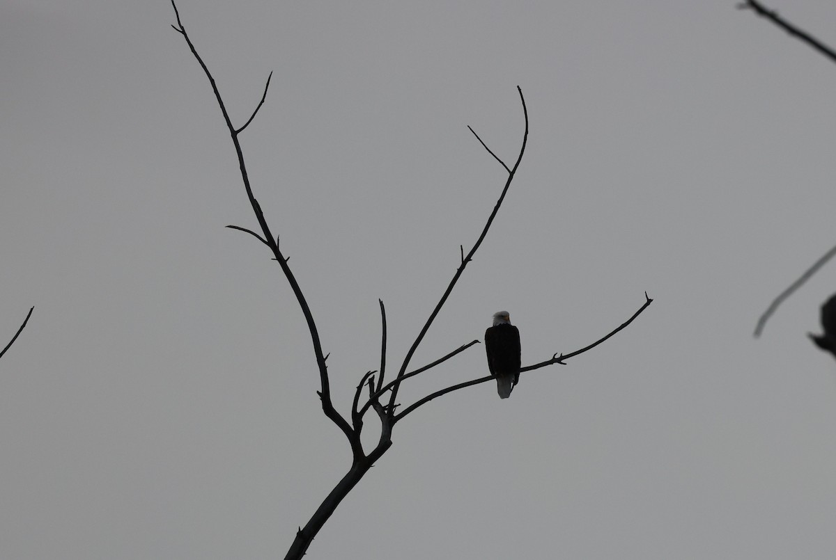 Bald Eagle - ML629577135