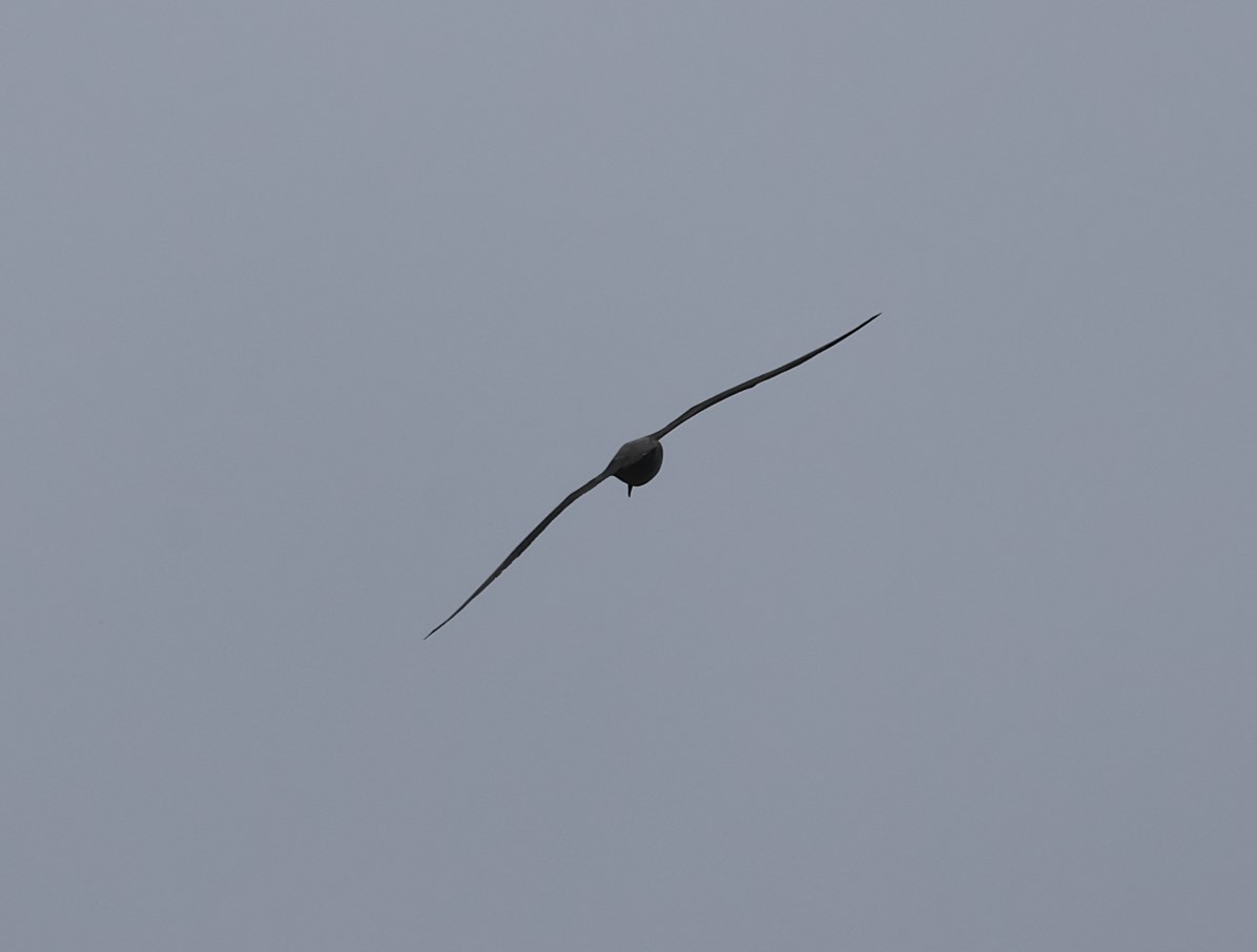 Graumantelalbatros - ML629577268