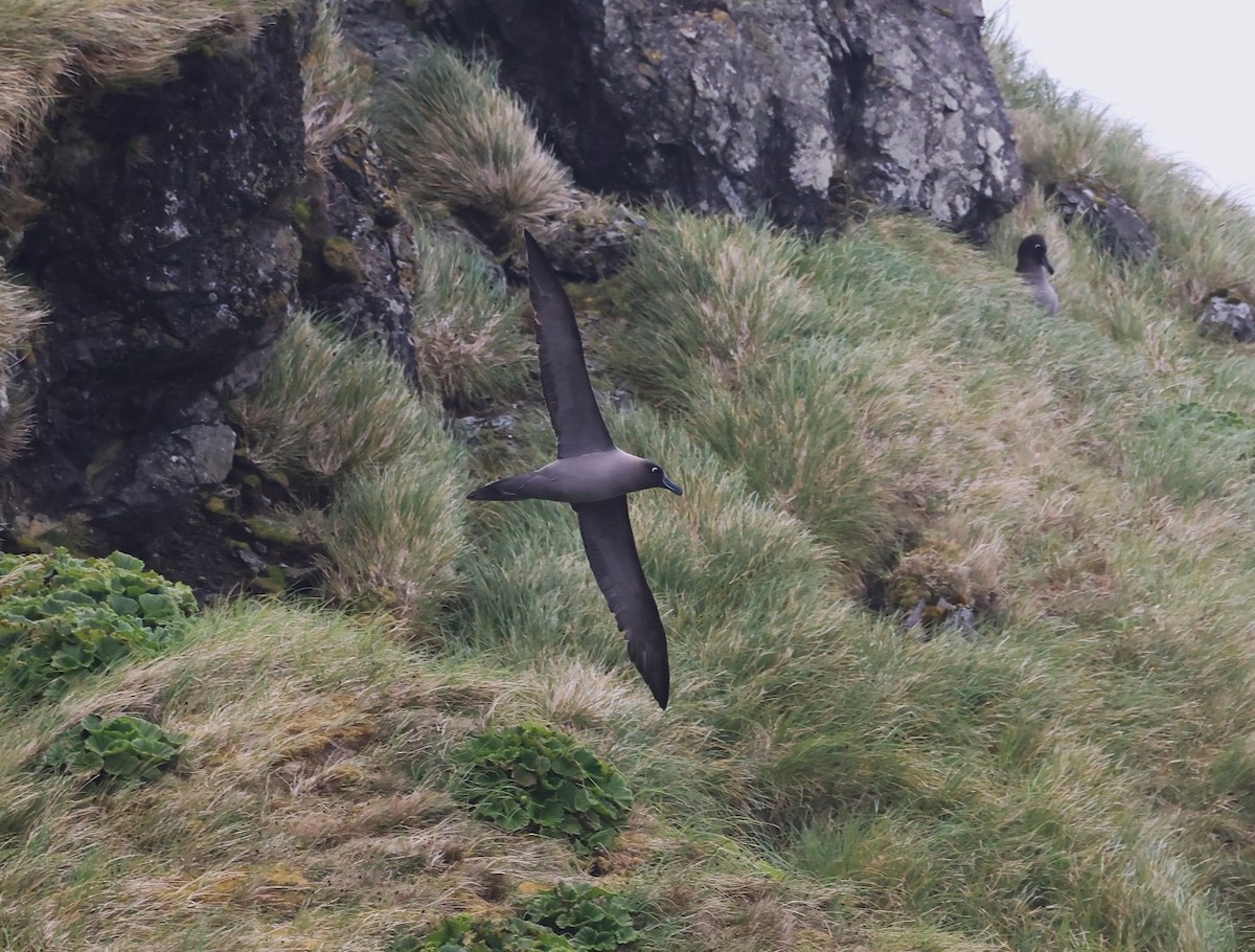 Graumantelalbatros - ML629577269