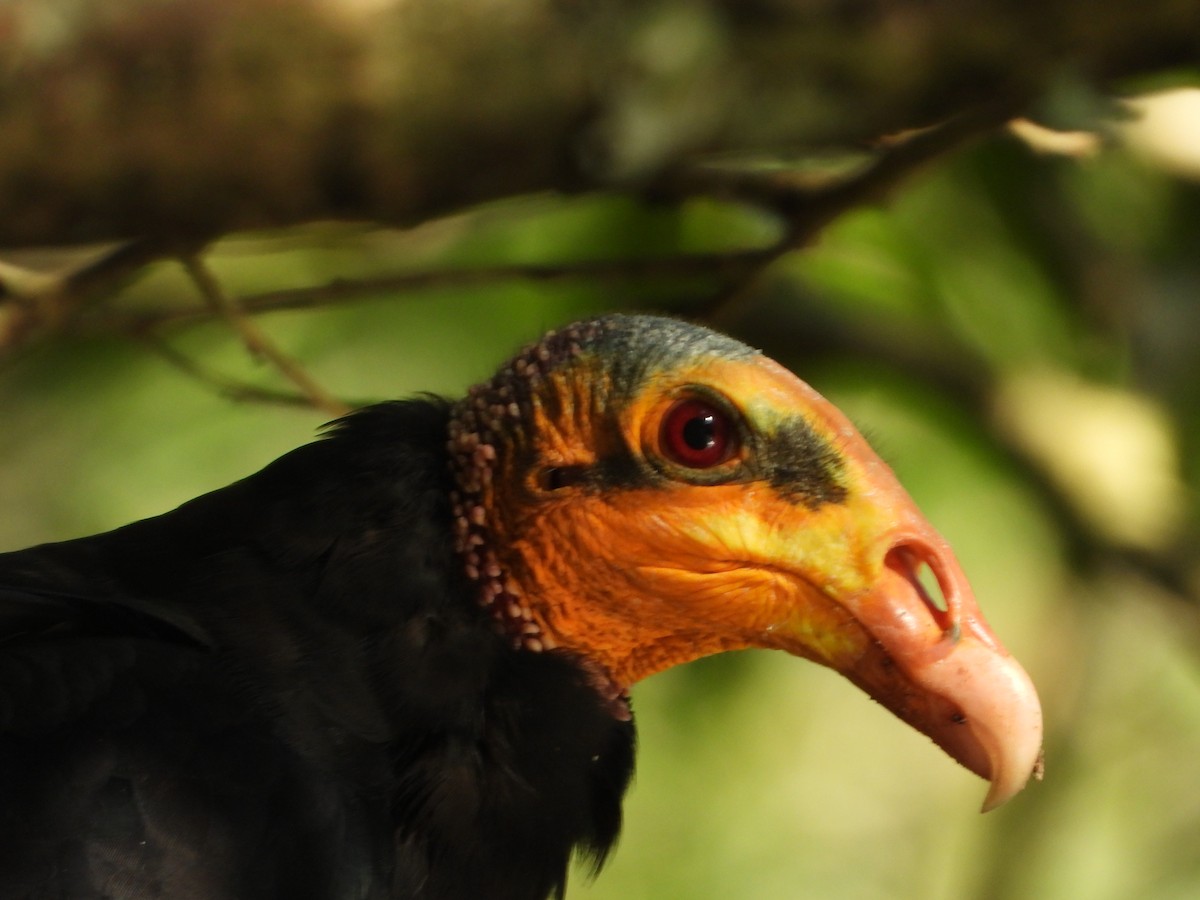 Greater Yellow-headed Vulture - ML629577329