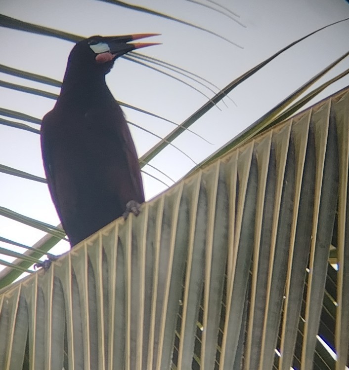 Montezuma Oropendola - ML629577441