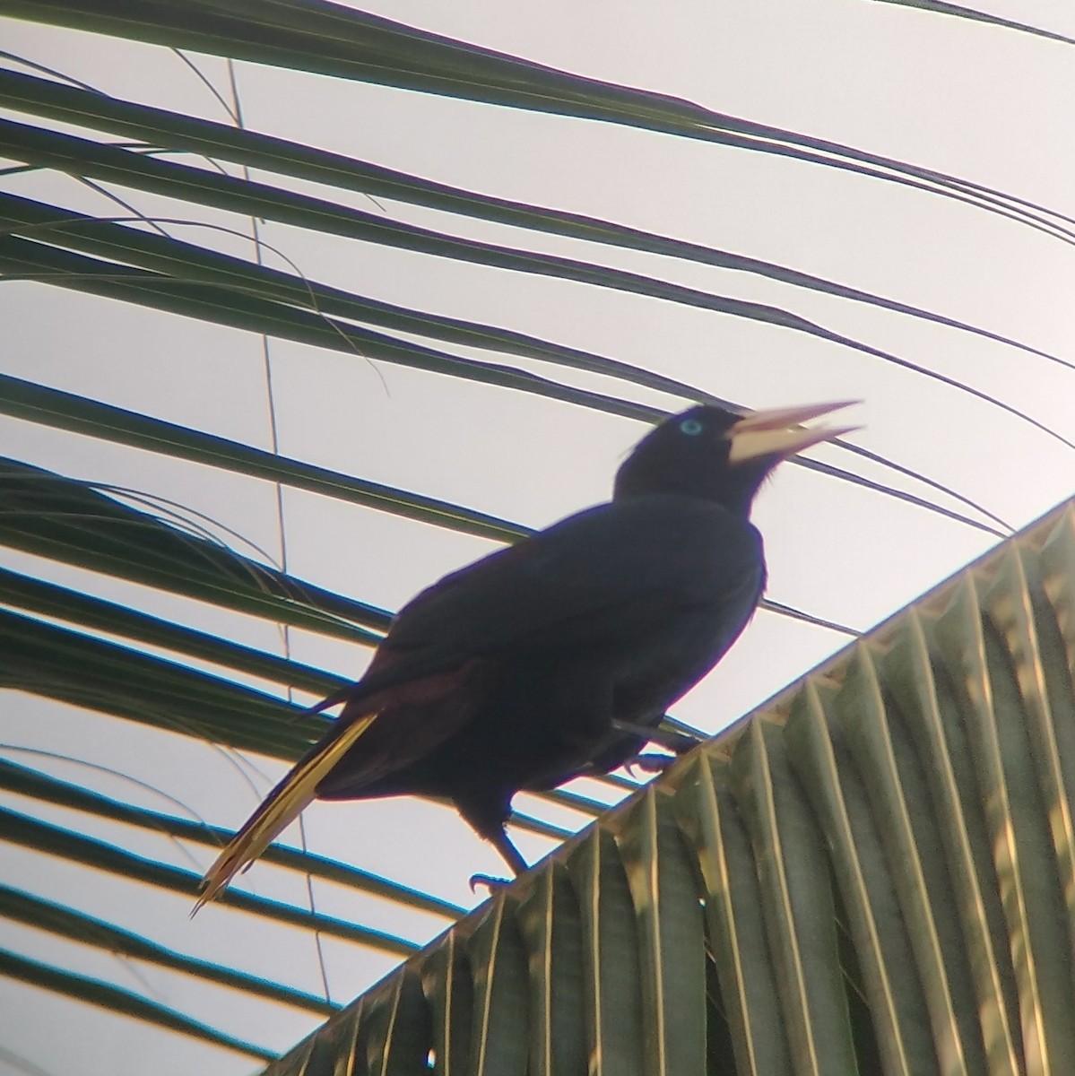 Crested Oropendola - ML629577456