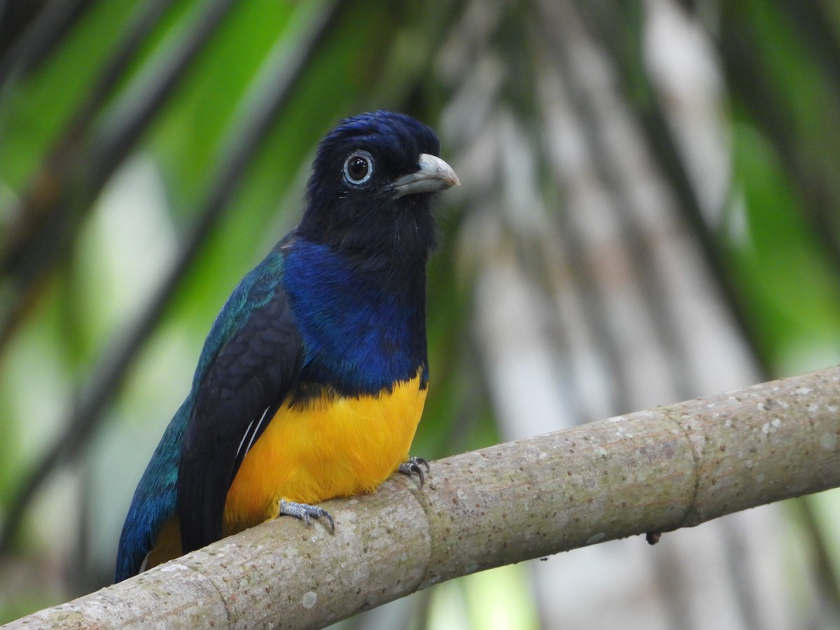 Green-backed Trogon - ML629577476