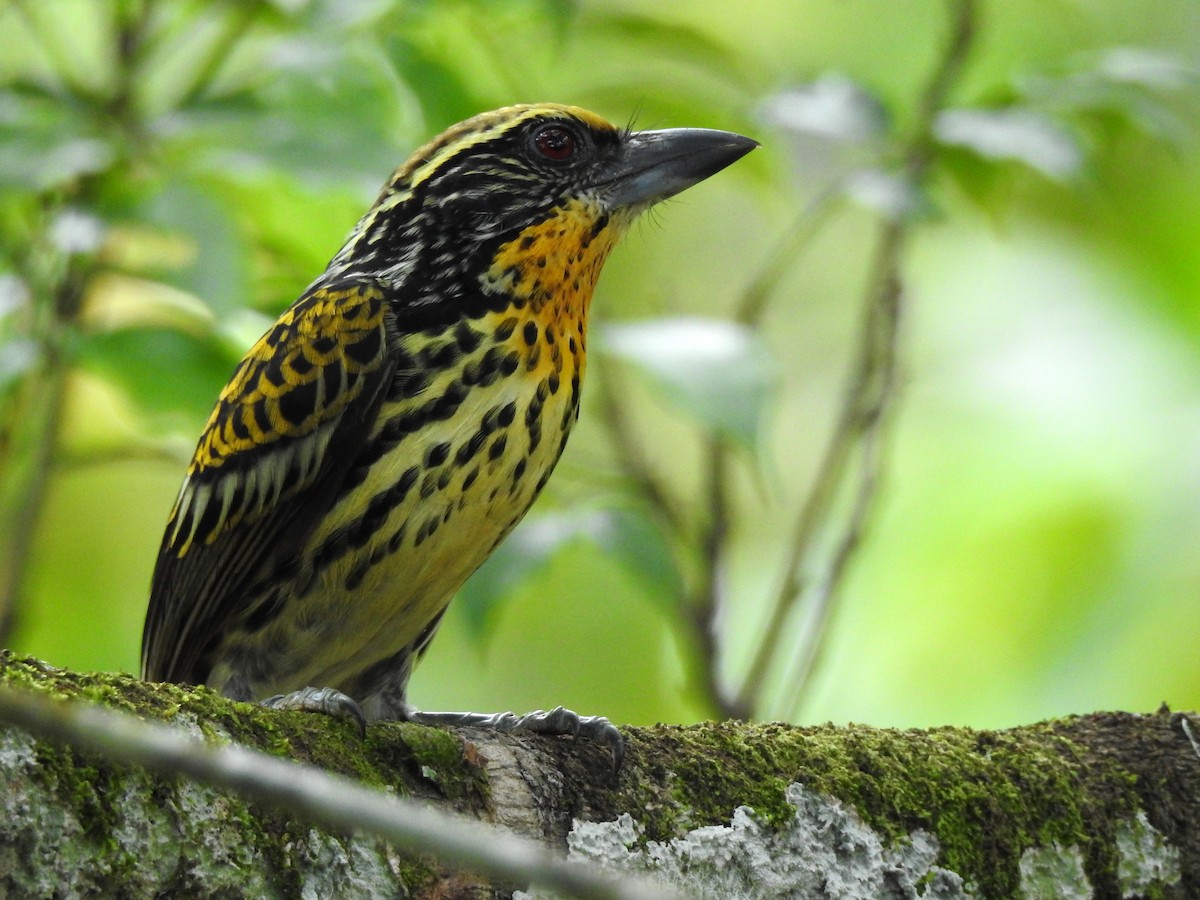 Gilded Barbet - ML629577523