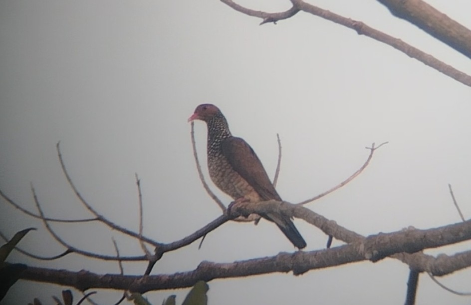 Scaled Pigeon - ML629577630