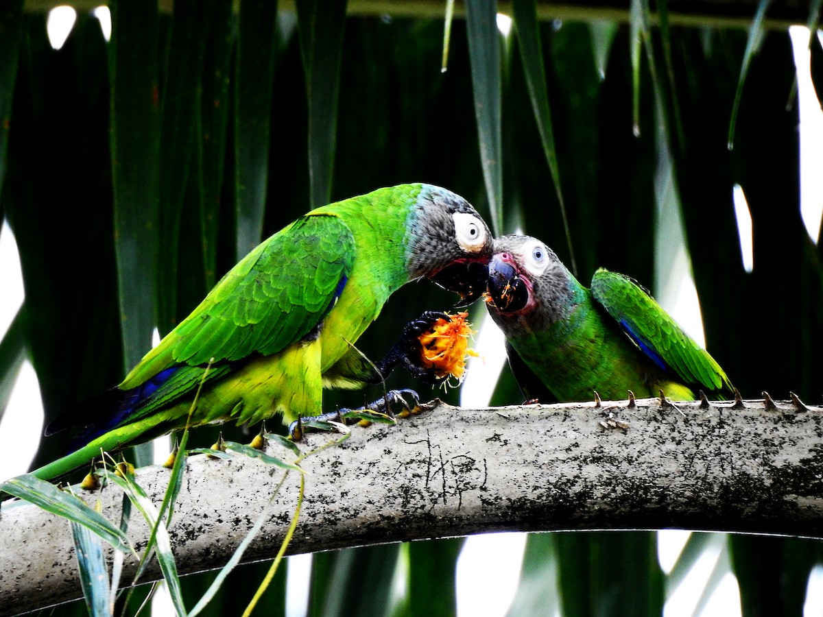 Dusky-headed Parakeet - ML629577641