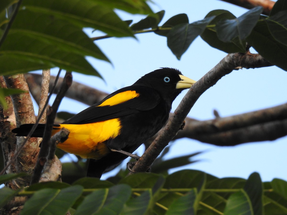 Yellow-rumped Cacique - ML629577660
