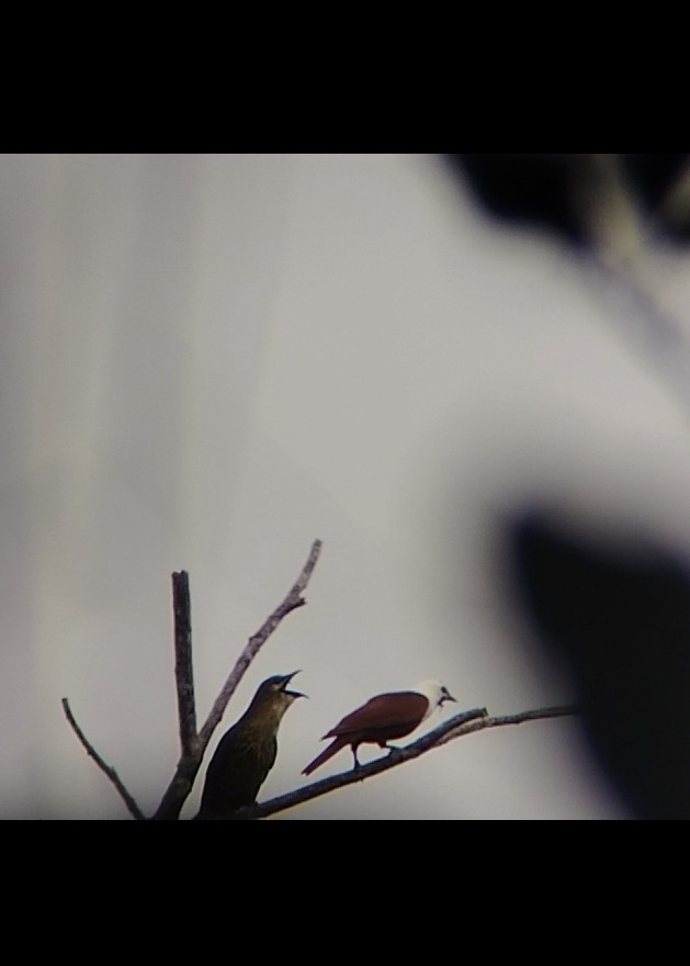 Three-wattled Bellbird - ML629577665