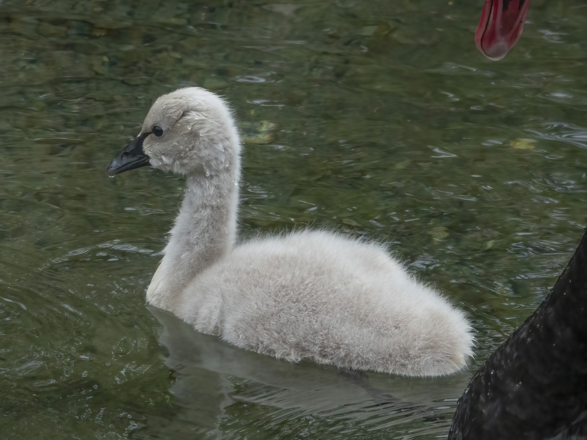 Black Swan - ML629577846