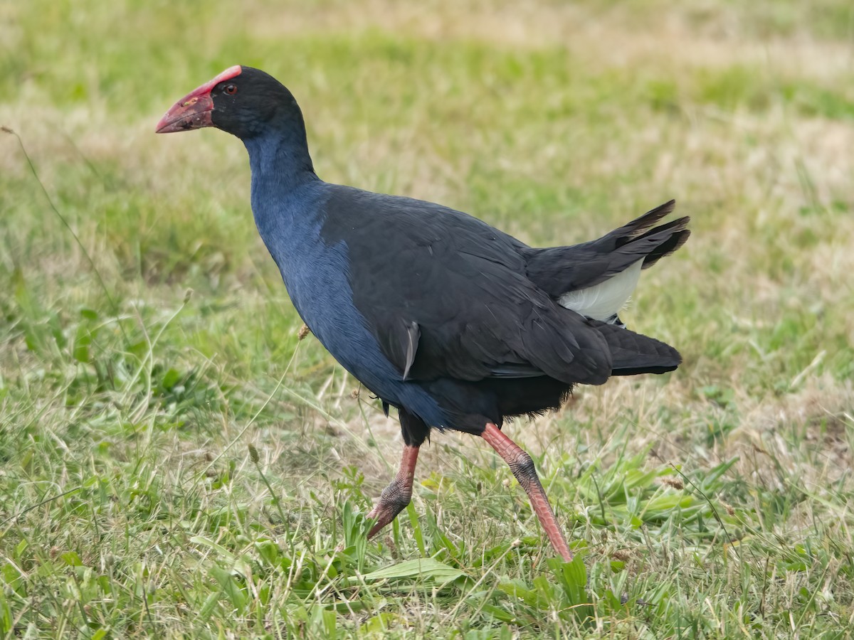 Australasian Swamphen - ML629577854