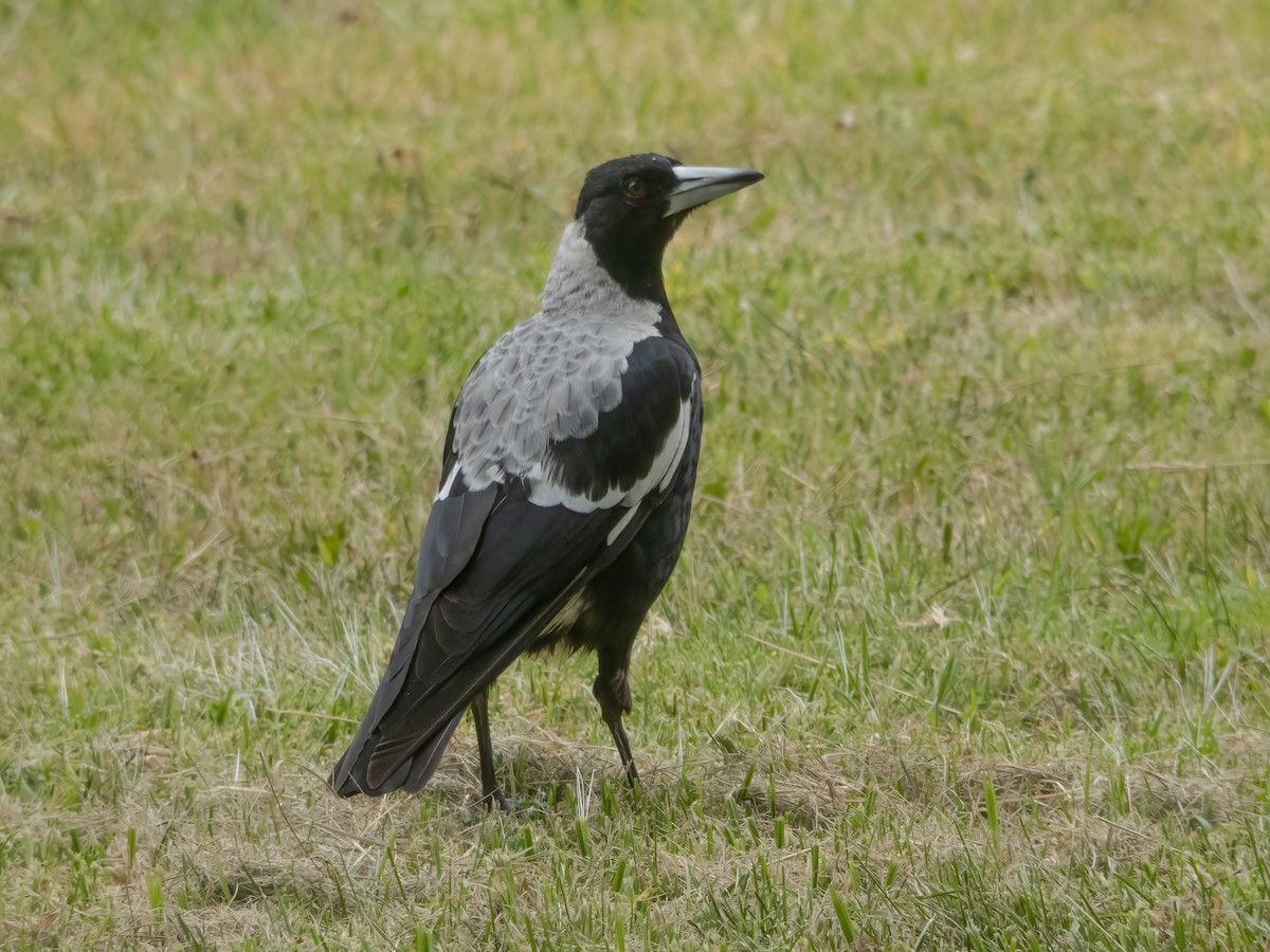 Australian Magpie - ML629577866