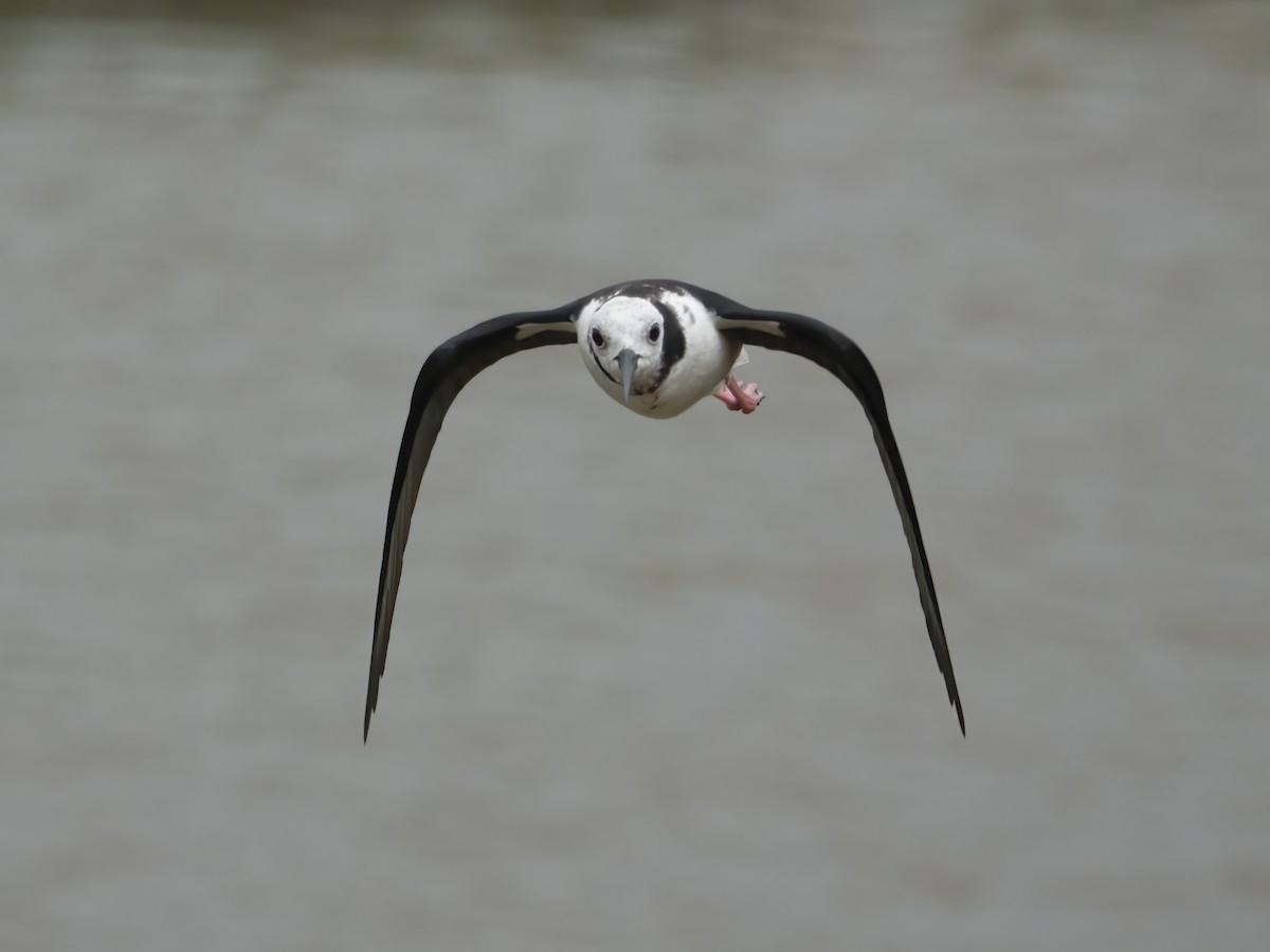 Pied Stilt - ML629577873
