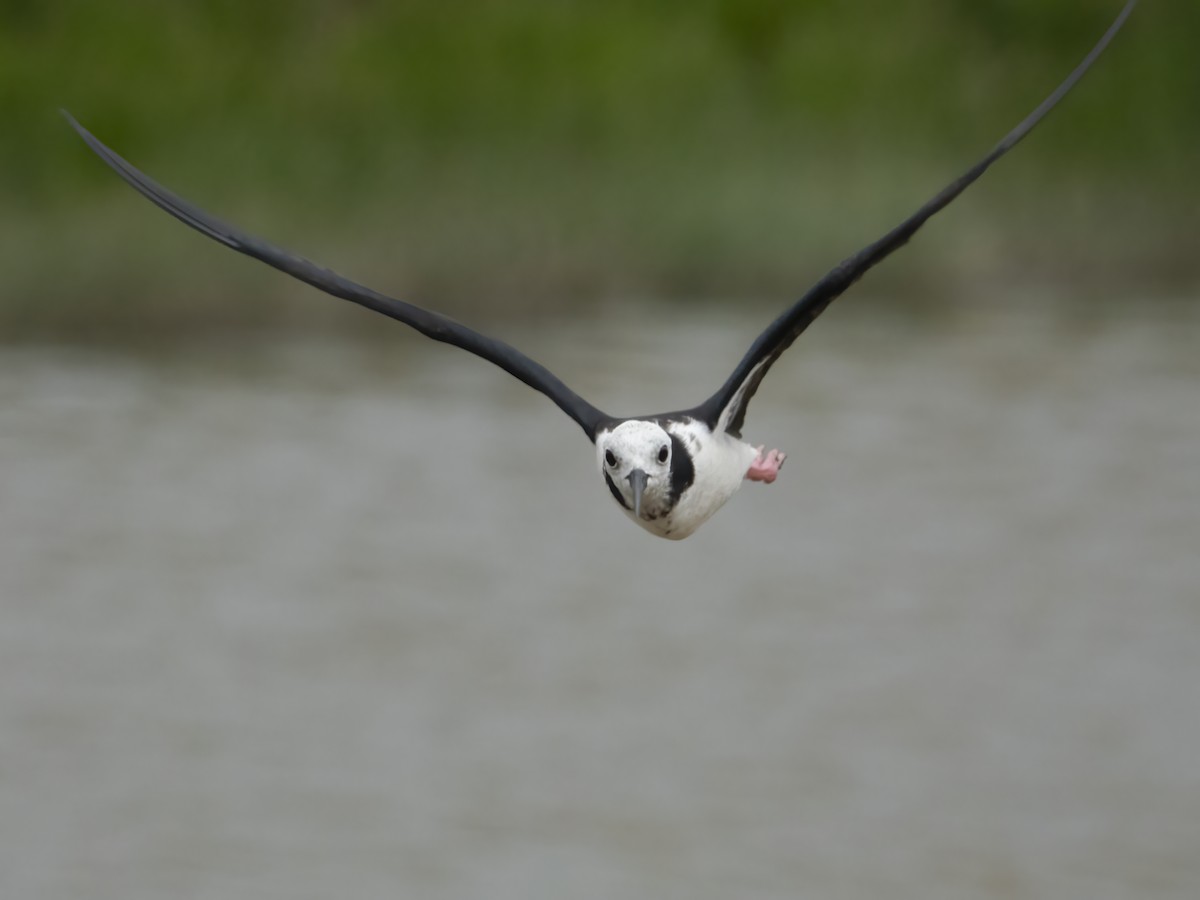 Pied Stilt - ML629577875