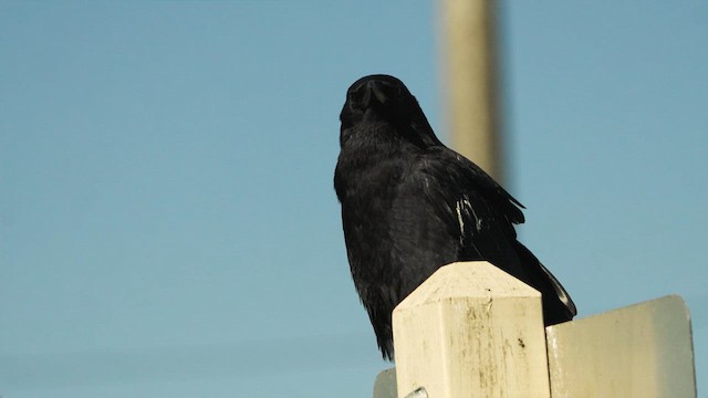 American Crow - ML629577907