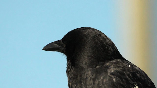 American Crow - ML629577909
